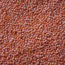 dried red lentils
