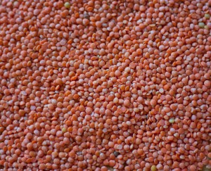 dried red lentils