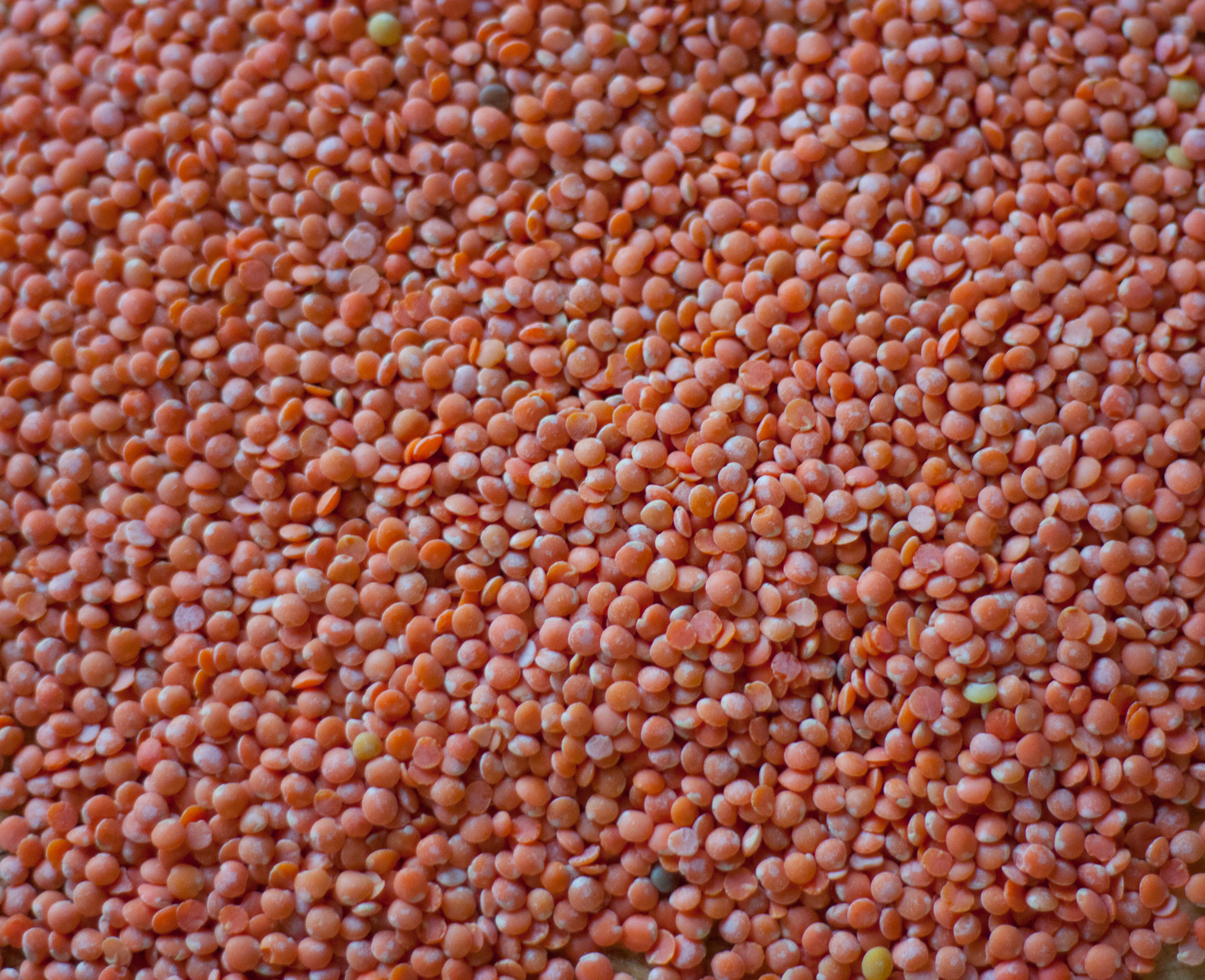 dry red lentils