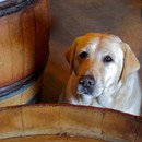 IMG_1581 IMG_1581