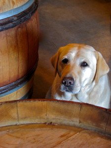 IMG_1581