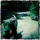 playing fetch