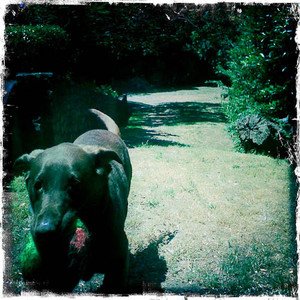 playing fetch