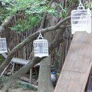 Bird Cages
