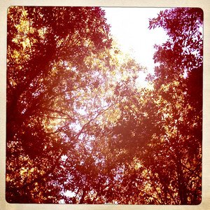 campsite trees campsite trees