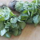 watercress watercress