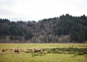 20130104_BlogOregonCoast-107