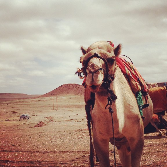 morocco, camel